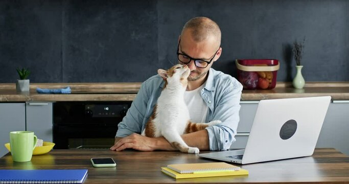 Man freelancer enjoys working on laptop and taking care of domestic cat against kitchen. Adult businessman examines project with attentive expression
