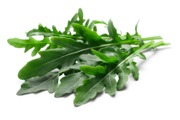 Fresh arugula (Eruca vesicaria) leafy salad isolated png