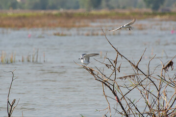 Water bird in large lake at the central of Thailand