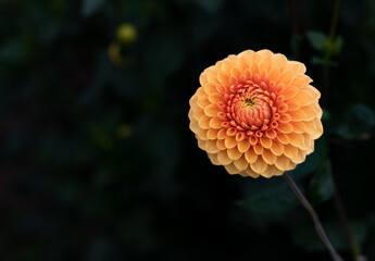 Orange Dahlia