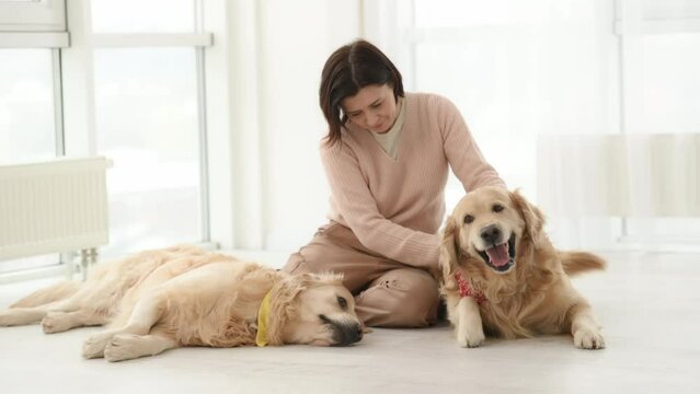 Girl petting golden retrieves dogs sitting on floor indoors at home. Young woman with purebred pet doggies in light room