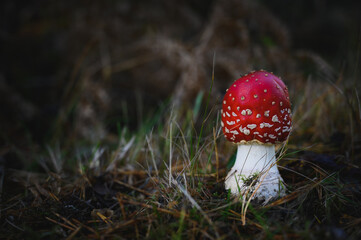 fly agaric mushroom