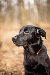 Black labrador on a walk in the autumn forest.