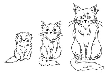 Stages of cat growth set. From kitten to adult cat. Animal pets. Grow up progression. Editable outline stroke. Vector infographic.