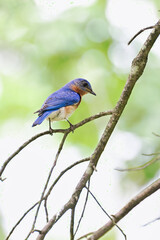 Obraz premium Bluebird on a branch