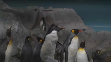  Eudyptes and Aptenodytes patagonicus or more diverse than the other penguin...