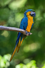 Parrot on a branch