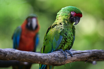Parrot on a branch