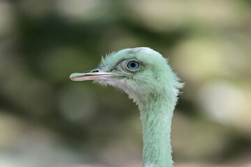 close up of an emu