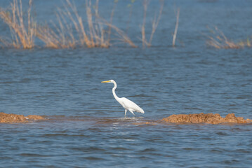 Water bird in large lake at the central of Thailand
