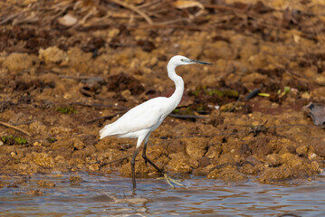 Water bird in large lake at the central of Thailand