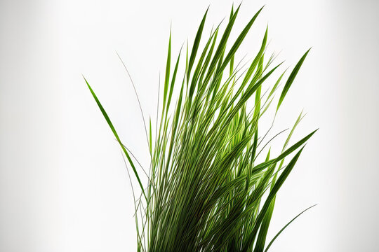 Green grass with long blades, isolated on a white background. Generative AI
