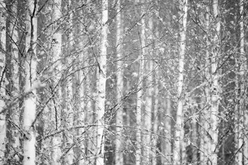 Fototapeta premium Birch forest in black and white