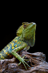 Forest dragon lizards in black background