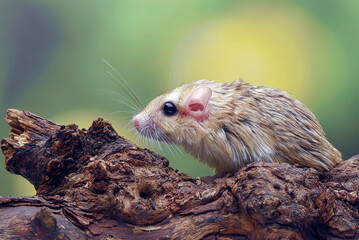 Little gerbil on a tree log