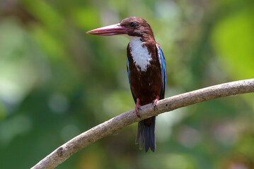 Kingfisher on a tree branch