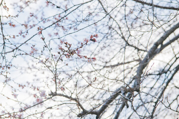 冬の桜　素材　イメージ