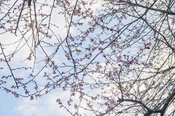 冬の桜　素材　イメージ