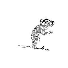 black and white sketch of a mouse with a transparent background