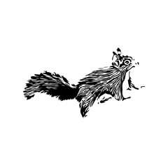 Squirrel black and white sketch with transparent background