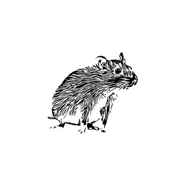 black and white sketch of a mouse with a transparent background