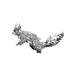 Squirrel black and white sketch with transparent background