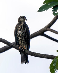 Snail kite (Rostrhamus sociabilis) in Colombia