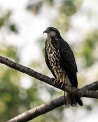 Snail kite (Rostrhamus sociabilis) in Colombia