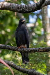 Snail kite (Rostrhamus sociabilis) in Colombia