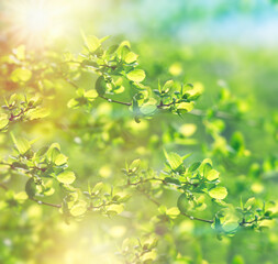 Spring leaves lit by sunlight, beautiful nature in springtime, spring background