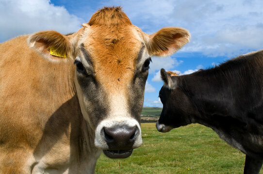 Two Jersey cattle, one looking towards the camera, one looking for grass.