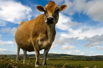 A Jersey cow chewing grass..