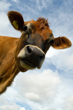 Jersey cow looking down at you, wide angle,