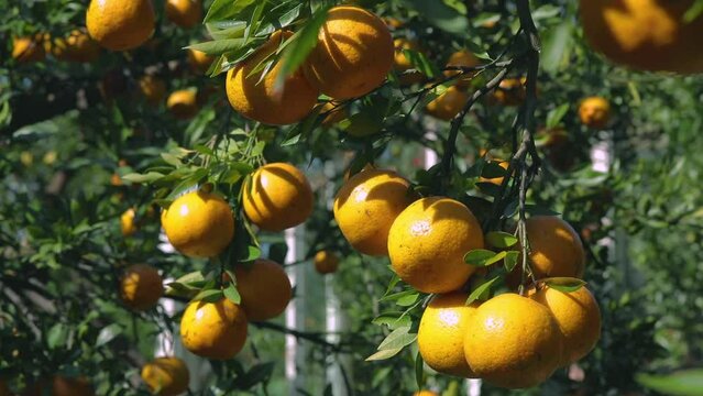 Sunlight, orange trees, orchard, overgrown, yellow orange, citrus