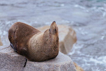 Australian Fur Seal in Narooma Australia