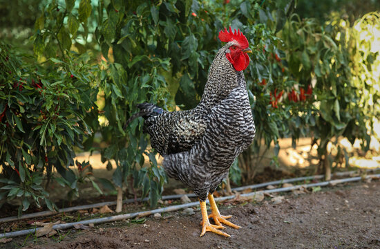 Rooster bird in the garden. High quality photo