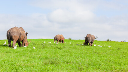 Rhinoceros Three Animals Rear View Grass Field Summer Wildlife Plateau