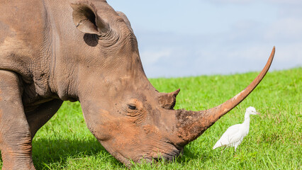 Rhino Animal Bird Close-Up Portrait Head Horn Summer Wildlife Plateau © ChrisVanLennepPhoto
