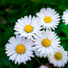 Obraz premium Bellis Perennis in the garden