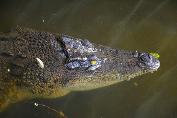 Crocodile in the water