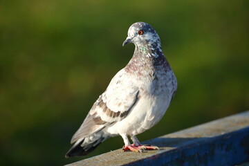 Common pigeon, urban bird