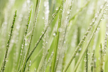 Green grass close-up super macro shooting.