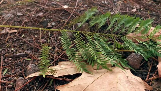 a beautiful dry yellow maple leaf on an autumn alley with a green sprig of a coniferous juniper plant. incredible herbarium on damp ground in the forest