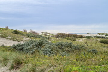 Fototapeta na wymiar Dune landscape on a North Sea island