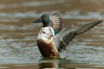 羽毛についた水滴を飛ばすハシビロガモの雄