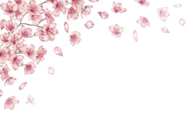 Fotobehang Watercolor floral  ‚Äì Border Sakura, Cherry blossom, spring flowers, branch, twig, wedding design. © Александра Низенко