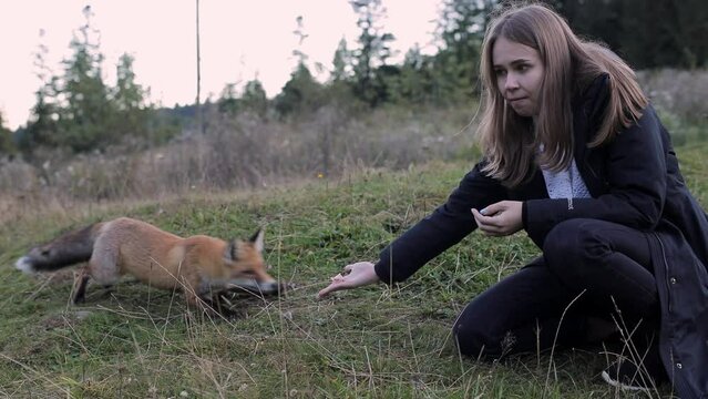 beautiful girl feeds a wild red fox from the palm of her hand in the wild. the fox bites the girl's hand. rabid wild fox. evening. mountains