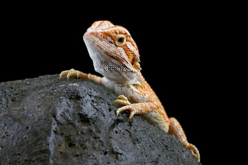 Bearded dragon on the rock with black background
