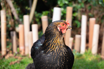 Brahma hen in nature. Organic brahma hen. Brahma rooster on the loose. Free range laying hen. Collectible hen.Pets in the wild.