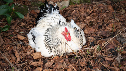 Brahma hen in nature. Organic brahma hen. Brahma rooster on the loose. Free range laying hen. Collectible hen.Pets in the wild.